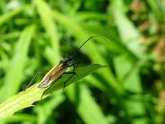 Leptopterna dolabrata