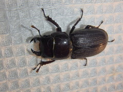Dorcus parallelus
