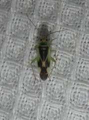 Orthotylus