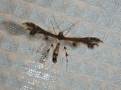 Geina tenuidactylus