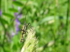 Leptopterna dolabrata