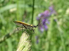 Leptopterna dolabrata