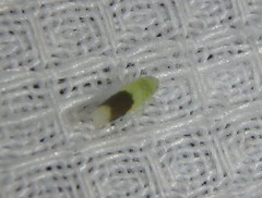 Typhlocyba transviridis