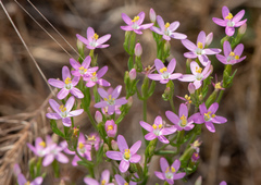 Zeltnera muehlenbergii