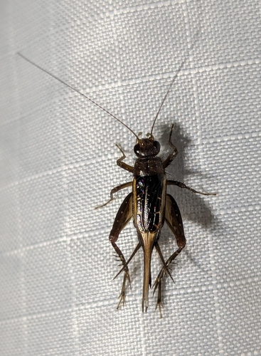Carolina Ground Cricket photo 5