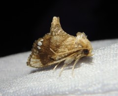 Packardia geminata