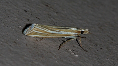 Hednota relatalis