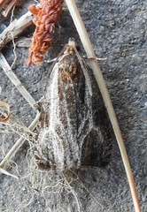 Olethreutes quadrifidum