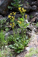 Senecio integerrimus exaltatus