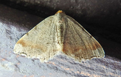 Macaria transitaria