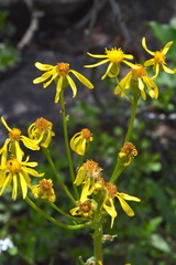 Senecio integerrimus exaltatus