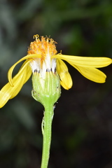 Senecio integerrimus exaltatus