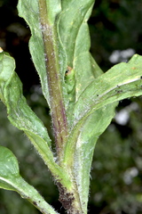 Senecio integerrimus exaltatus