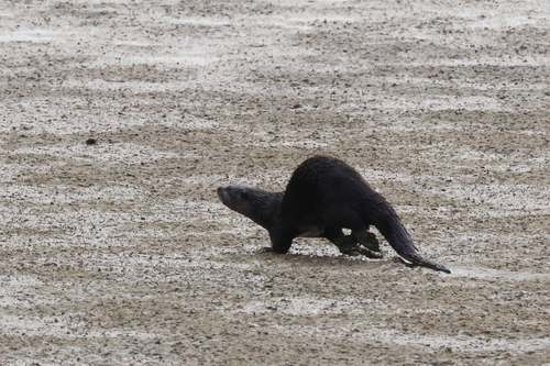 North American River Otter photographed in Tennessee