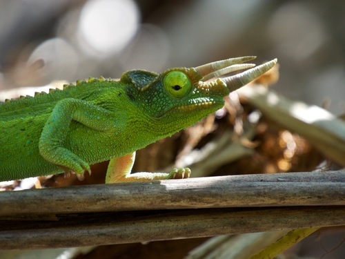 Jackson’s chameleon, Trioceros jacksonii