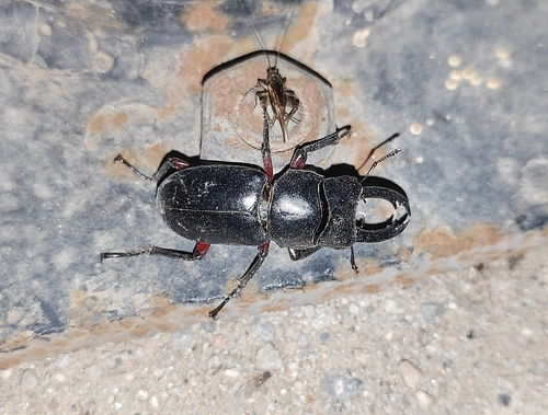Dorcus rubrofemoratus chenpengi