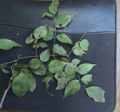 Archidendron grandiflorum