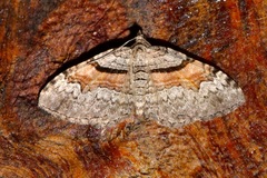 Xanthorhoe packardata