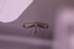 Hellinsia inquinatus