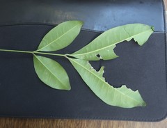 Anthocarapa nitidula