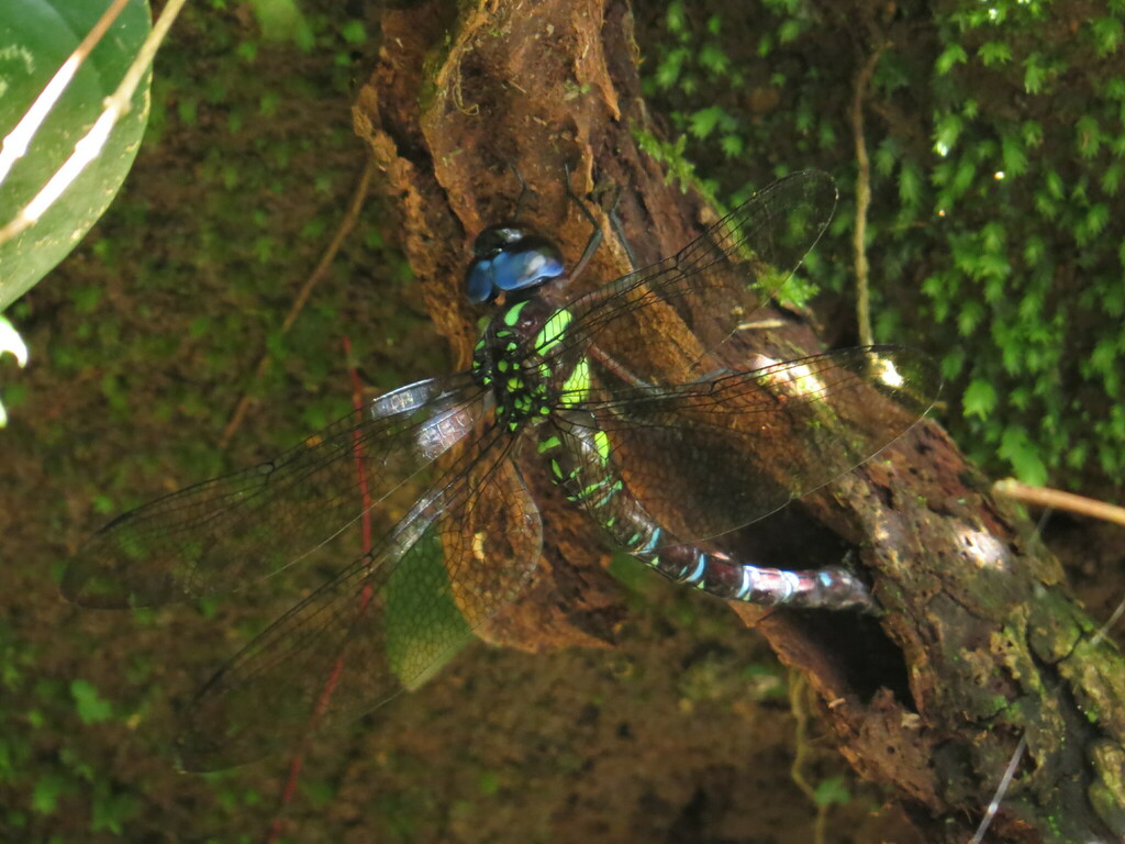 Mountain Stream Darner