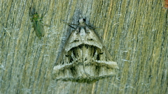 Dichromodes stilbiata