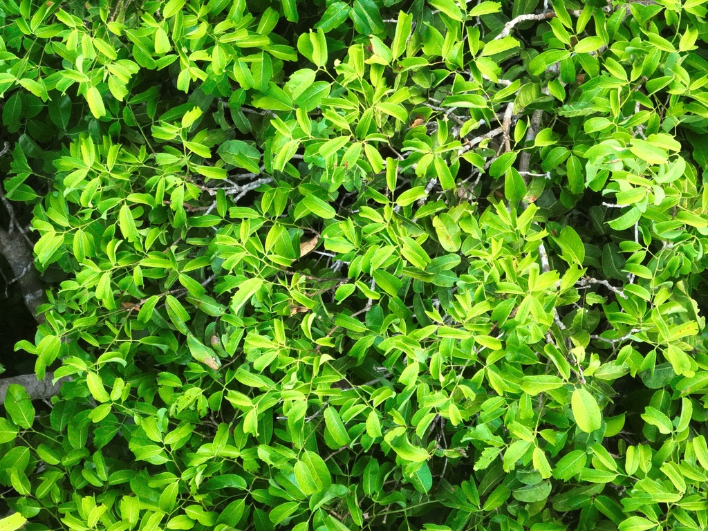 Andira unifoliolata