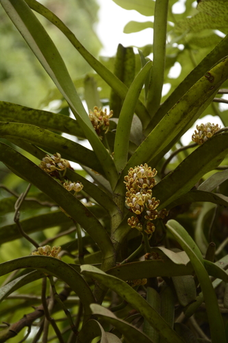 Image of Acampe praemorsa by (c) Siddarth Machado, some rights reserved (CC BY)