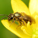 Metallic Sweat Bees - Photo (c) Katja Schulz, some rights reserved (CC BY), uploaded by Katja Schulz