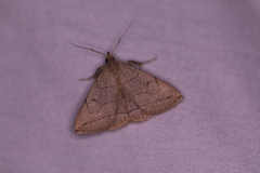 Zanclognatha pedipilalis