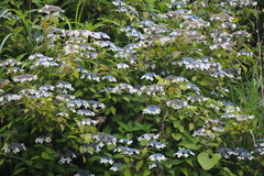 Hydrangea serrata