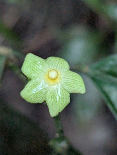 Matelea palustris, 2024-08-11