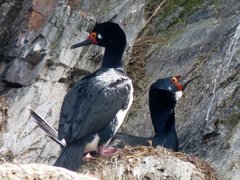 Leucocarbo magellanicus