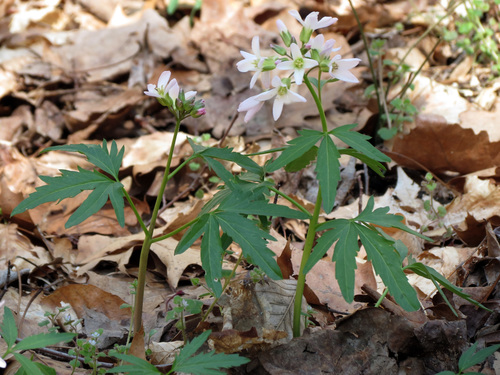 Cutleaf toothwort (Cardamine concatenata)