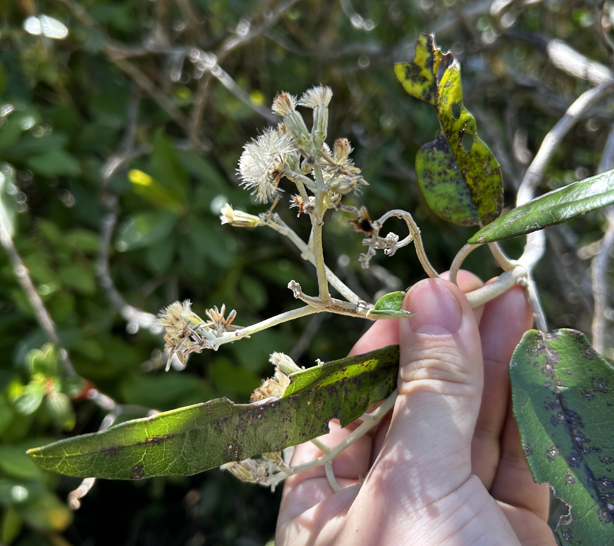Paragynoxys image