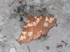 Saroba pustulifera