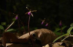 Nervilia infundibulifolia