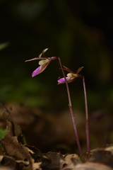 Nervilia infundibulifolia
