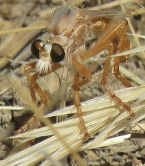 Saropogon hyalinus