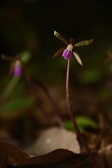 Nervilia infundibulifolia