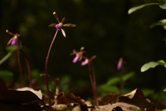 Nervilia infundibulifolia