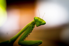 Stagmomantis parvidentata