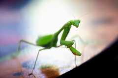 Stagmomantis parvidentata