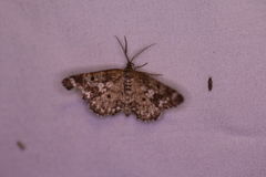 Eufidonia notataria