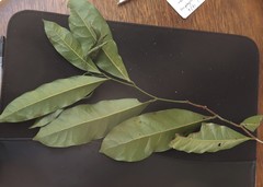 Cryptocarya sclerophylla