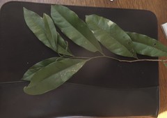 Cryptocarya sclerophylla