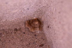 Metarranthis hypochraria