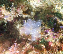 Clavelina pseudobaudinensis