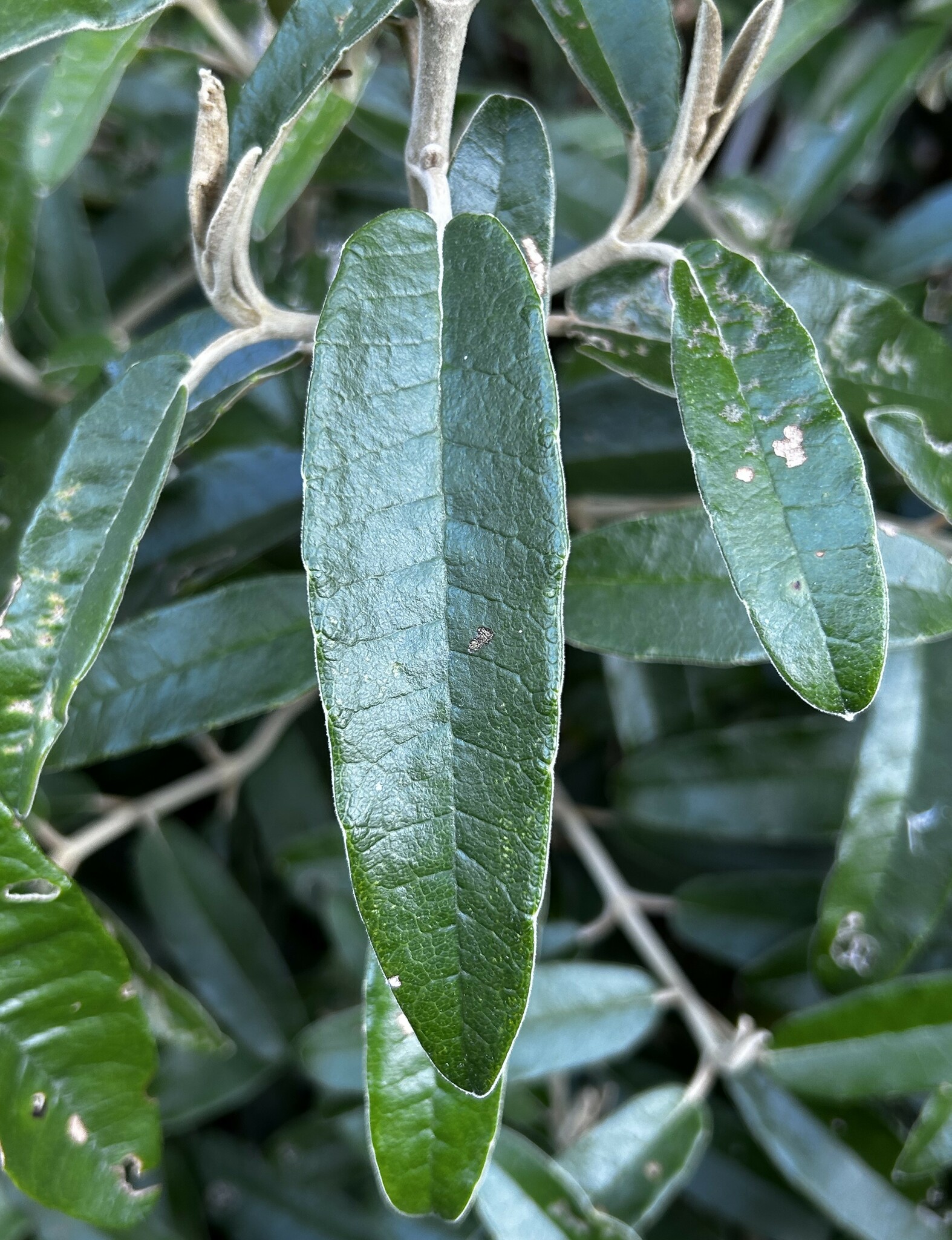 Paragynoxys image