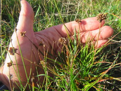Juncus caespiticius